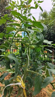 UV Treated Tomato Roller Hook with 100% Virgin PP and 7kg to 80kg Breaking Strength for Greenhouse Plant Support